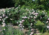 Villa Giustiniani – Fotogallery il Roseto – 14